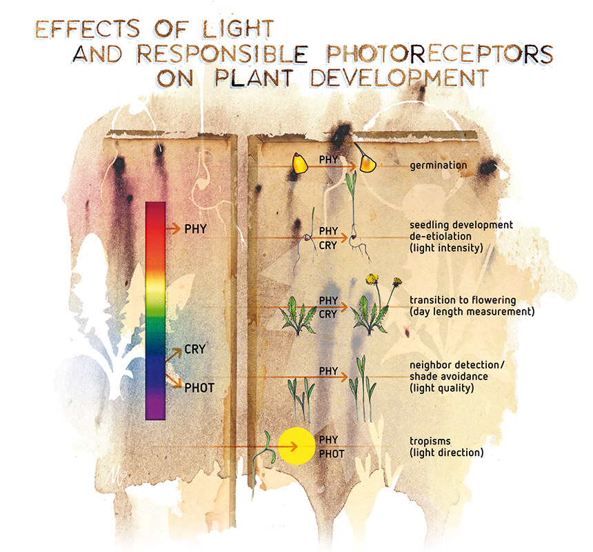 Het effect van het lichtspectrum op de ontwikkeling van planten