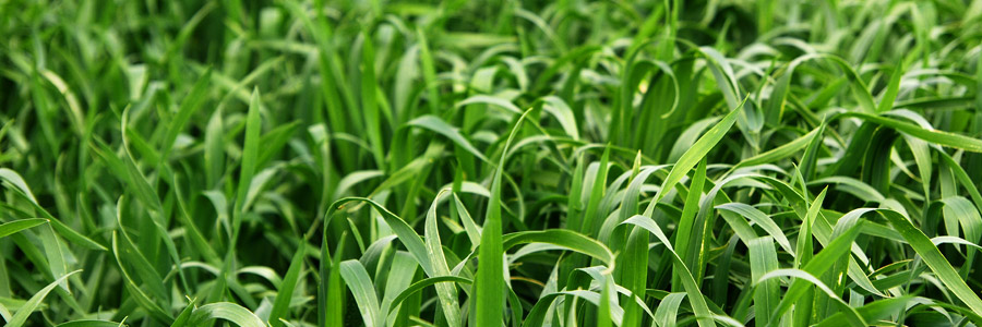 Gerstegras (Barley Grass) kweken