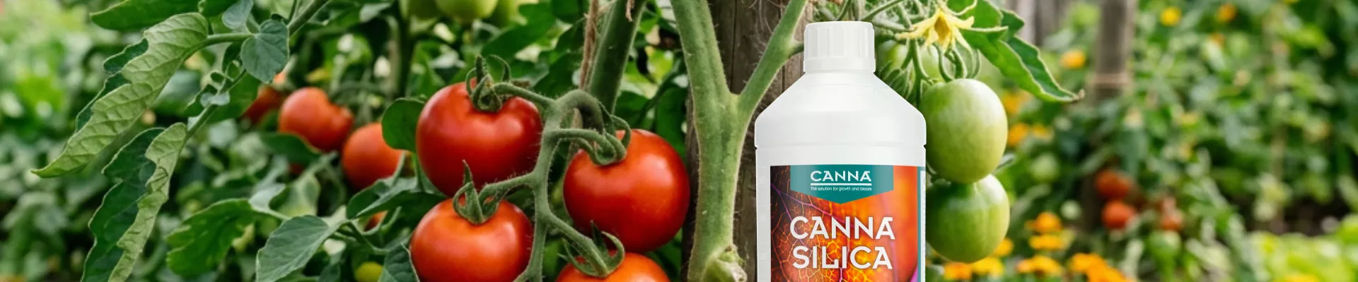 CANNA Silica: extra weerbaarheid van binnenuit