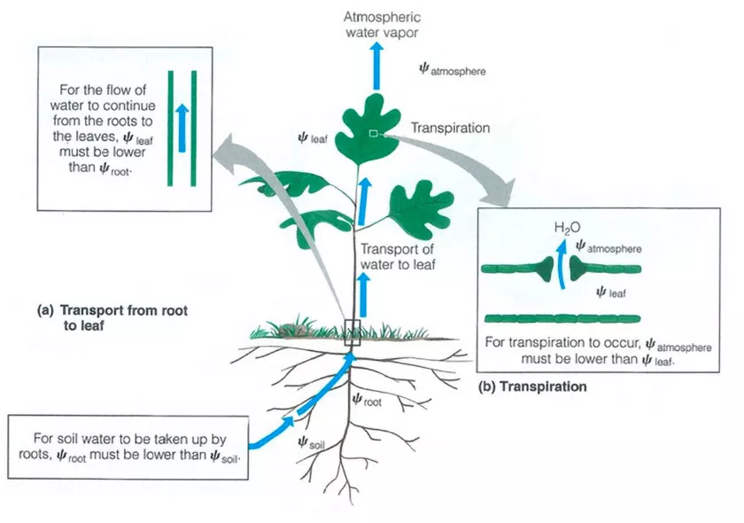 Oogst beïnvloeden met behulp van plantsturing