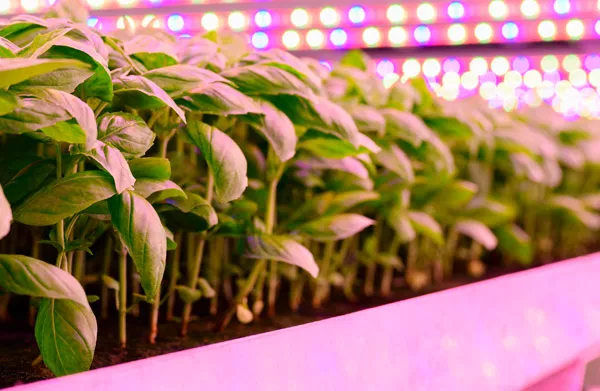 Kweken met LED? Plantenvoeding van CANNA blijft de juiste keuze!