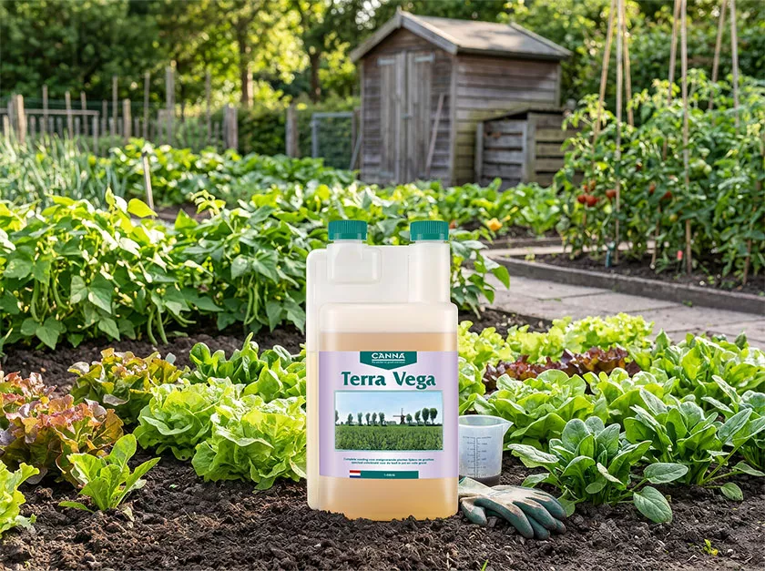 CANNA Terra Vega: de motor achter een gezonde groei