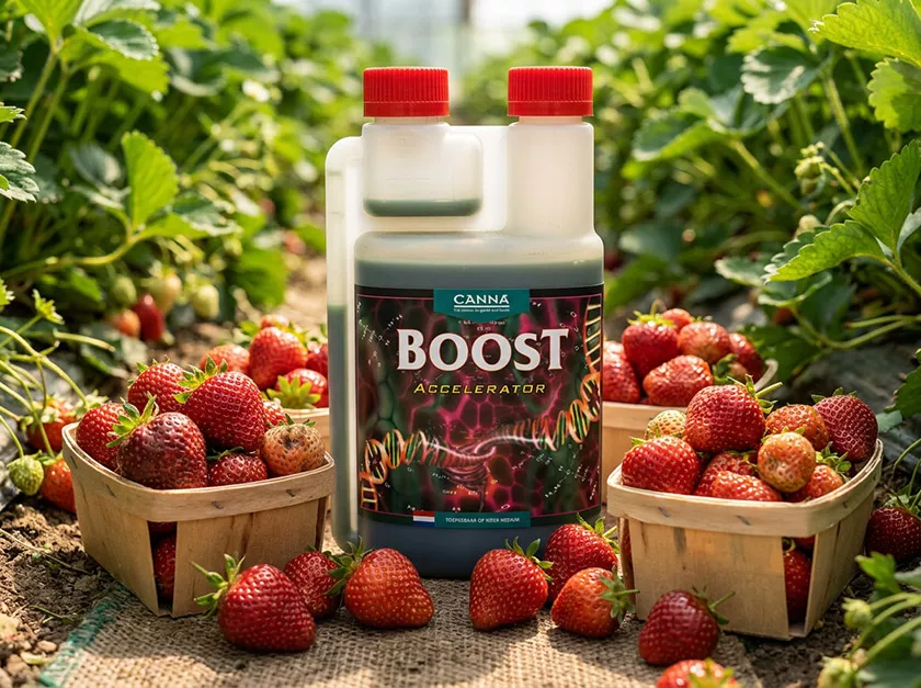 CANNABOOST: meer bloemen en vruchten van topkwaliteit