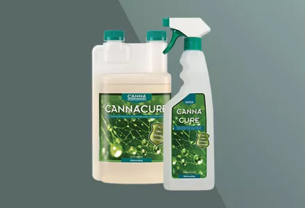 CANNACURE