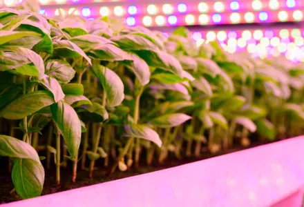 Kweken met LED? Plantenvoeding van CANNA blijft de juiste keuze!
