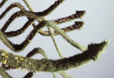 Oogst beïnvloeden met behulp van plantsturing