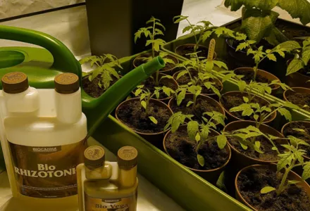 Afl. 2 Indoor kweken met BIOCANNA - Tomatentips