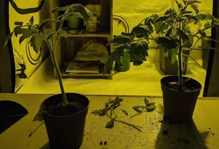 Afl. 4 Indoor kweken met BIOCANNA - Tomaten overpotten