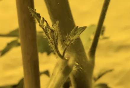 Afl. 6 Indoor kweken met BIOCANNA - Tomatenplanten dieven