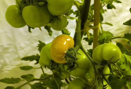 Afl. 8 Indoor kweken met BIOCANNA - Van lege tent naar productieve kweekomgeving