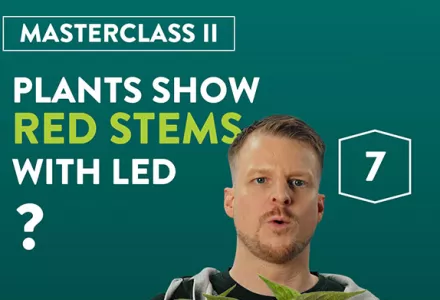Waarom krijgen mijn planten rode stelen onder LED-licht?