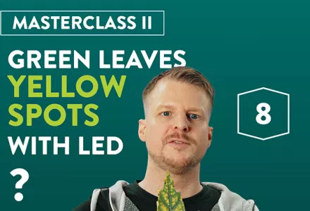 Waarom hebben mijn groene bladeren soms gele vlekken onder LED-licht?